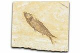 Detailed Fossil Fish (Knightia) - Wyoming #357549-1